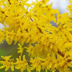 Forsythia ×intermedia 'Spectabilis'