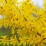 Forsythia ×intermedia 'Spectabilis'