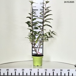 Forsythia ×intermedia 'Spectabilis'