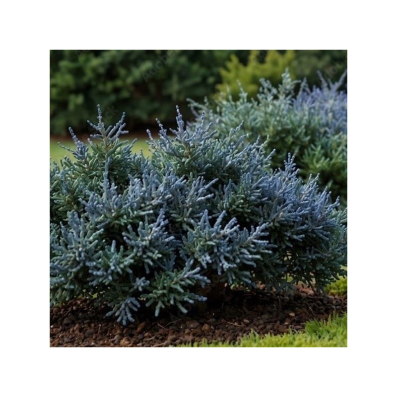 Juniperus horizontalis 'Blue Chip'