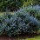 Juniperus horizontalis 'Blue Chip'