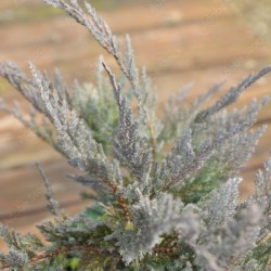 Juniperus horizontalis 'Blue Chip'