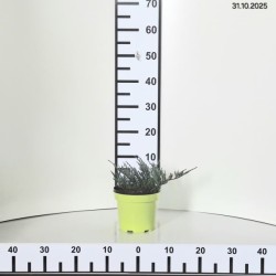 Juniperus horizontalis 'Blue Chip'