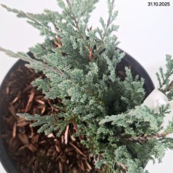 Juniperus horizontalis 'Blue Chip'