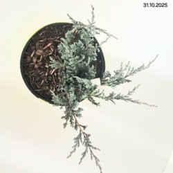 Juniperus horizontalis 'Blue Chip'