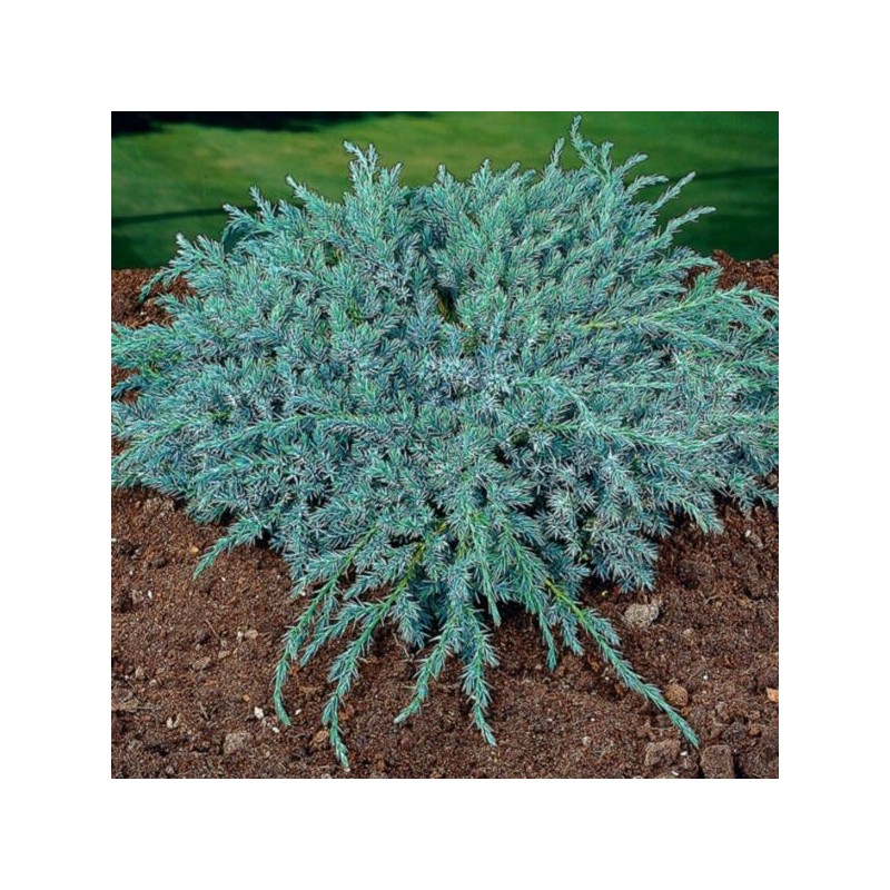 Juniperus squamata 'Blue Carpet'