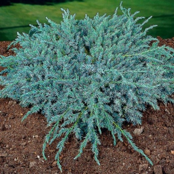 Juniperus squamata 'Blue Carpet'