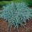 Juniperus squamata 'Blue Carpet'