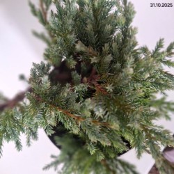Juniperus squamata 'Blue Carpet'