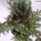 Juniperus squamata 'Blue Carpet'