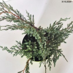 Juniperus squamata 'Blue Carpet'