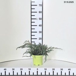 Juniperus squamata 'Blue Carpet'