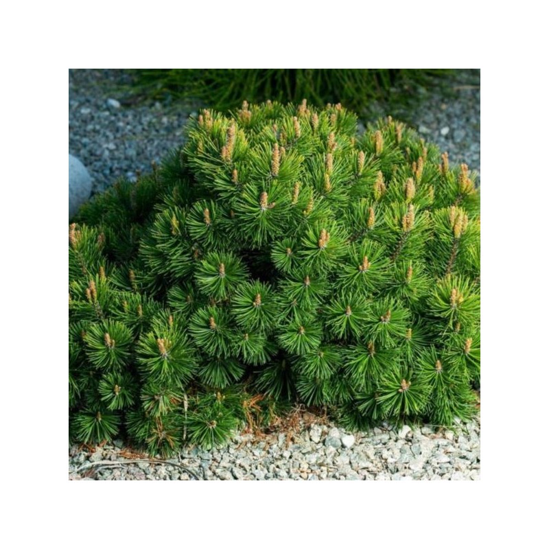 Pinus mugo var. pumilio