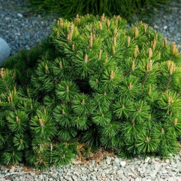 Pinus mugo var. pumilio