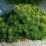 Pinus mugo var. pumilio