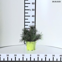 Pinus mugo var. pumilio