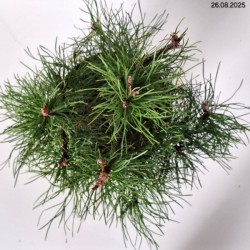 Pinus mugo var. pumilio