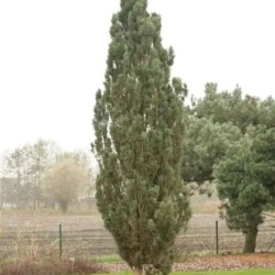 Pinus sylvestris 'Fastigiata'