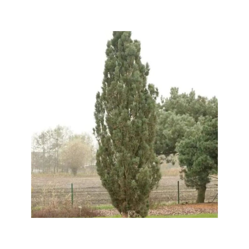 Pinus sylvestris 'Fastigiata'