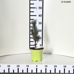 Pinus sylvestris 'Fastigiata'