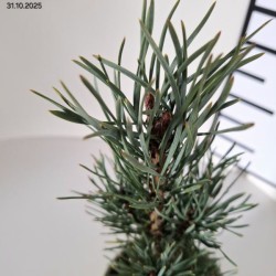 Pinus sylvestris 'Fastigiata'