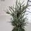 Pinus sylvestris 'Fastigiata'