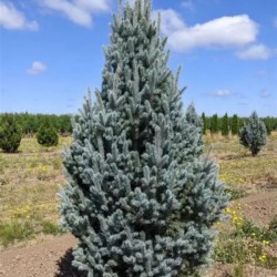 Picea pungens 'Iseli...