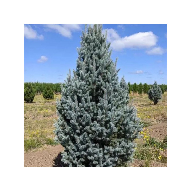 Picea pungens 'Iseli Fastigiate'