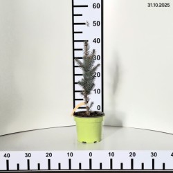 Picea pungens 'Iseli Fastigiate'