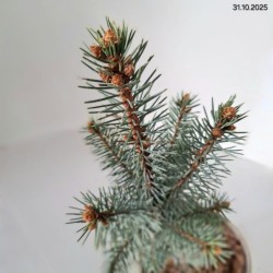 Picea pungens 'Iseli Fastigiate'