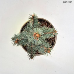 Picea pungens 'Iseli Fastigiate'