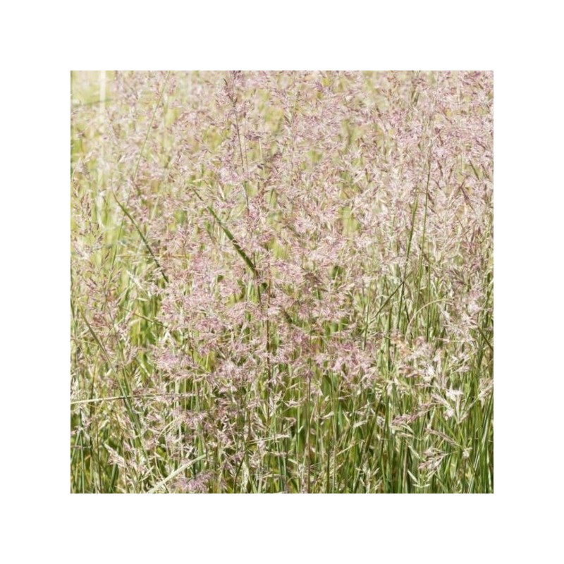 Calamagrostis ×acutiflora 'Overdam'