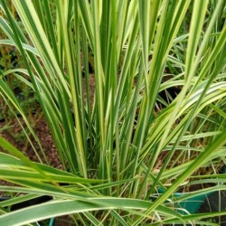 Calamagrostis ×acutiflora 'Overdam'