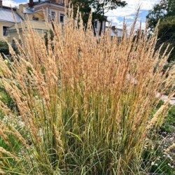Calamagrostis ×acutiflora 'Overdam'