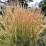 Calamagrostis ×acutiflora 'Overdam'