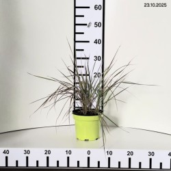 Calamagrostis ×acutiflora 'Overdam'