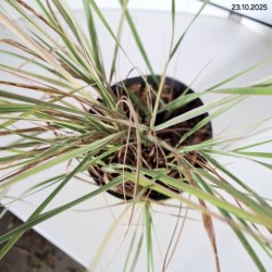 Calamagrostis ×acutiflora 'Overdam'