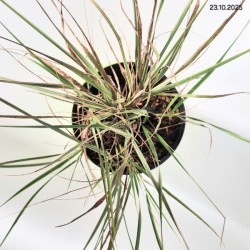 Calamagrostis ×acutiflora 'Overdam'