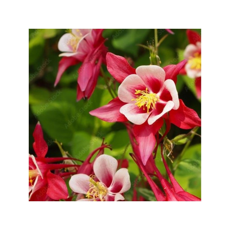 Aquilegia 'Crimson Star'