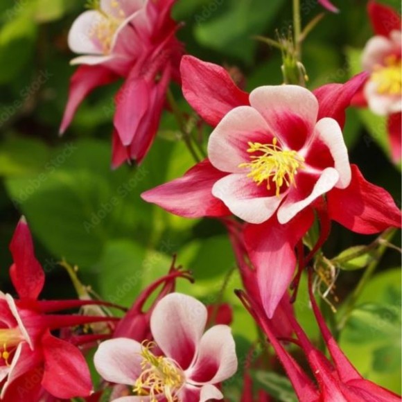 Aquilegia 'Crimson Star'