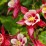 Aquilegia 'Crimson Star'