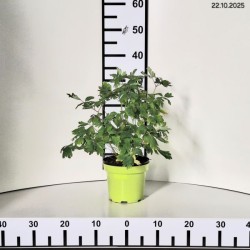 Aquilegia 'Crimson Star'