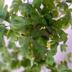 Aquilegia 'Crimson Star'