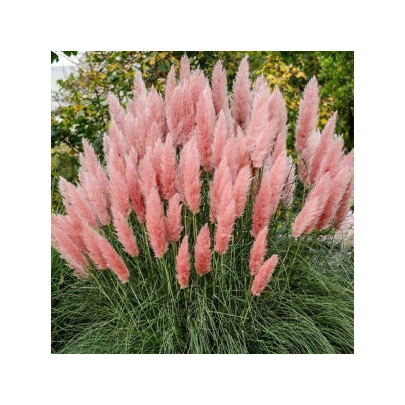 Cortaderia selloana 'Rosea'