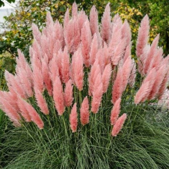 Cortaderia selloana 'Rosea'