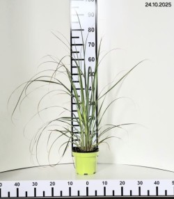 Cortaderia selloana 'Rosea'