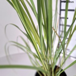 Cortaderia selloana 'Rosea'