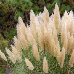 Cortaderia selloana 'Pumila'
