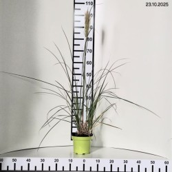 Cortaderia selloana 'Pumila'