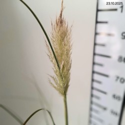 Cortaderia selloana 'Pumila'